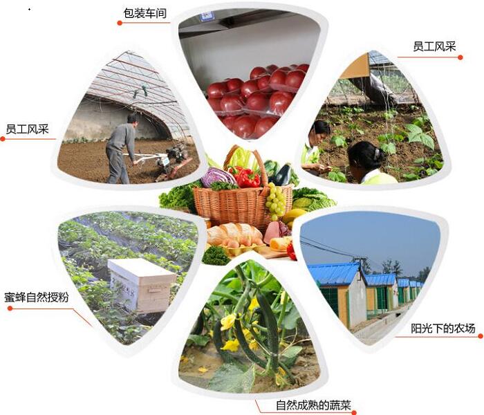 廈門蔬菜配送基地風(fēng)采