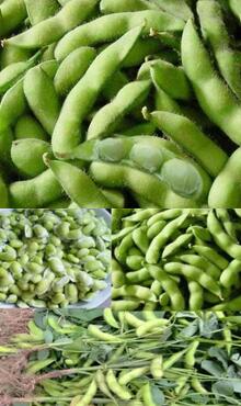 毛豆圖片細(xì)節(jié)