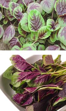 莧菜圖片細(xì)節(jié)